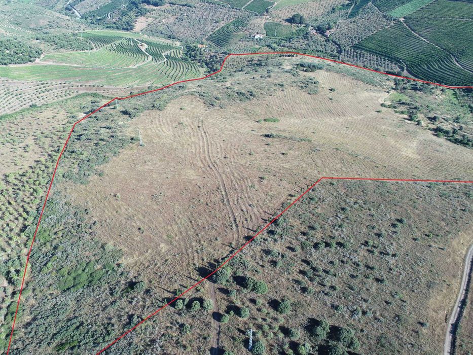Terreno com 32 hect. com excelente potencial para a produção de vinho.