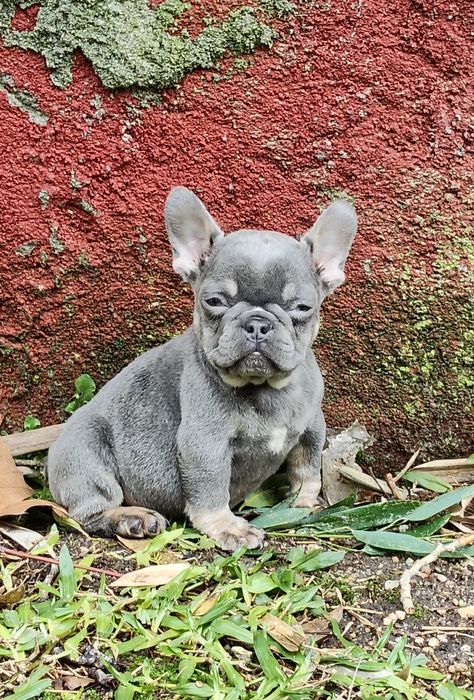 Bulldog Francês Lilac Tan