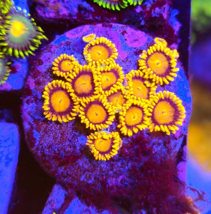 Zoanthid bam bam - zoa - Zoanthus - Koralowce - morskie