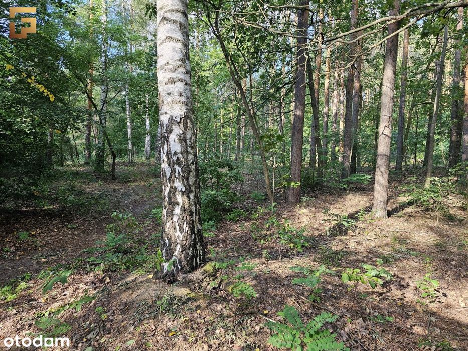 Działka budowlana / 1500 m² / las / Skm - Widok 2