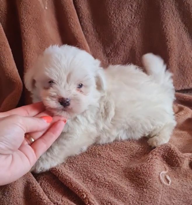 Excelente Bichon Maltes de Qualidade
