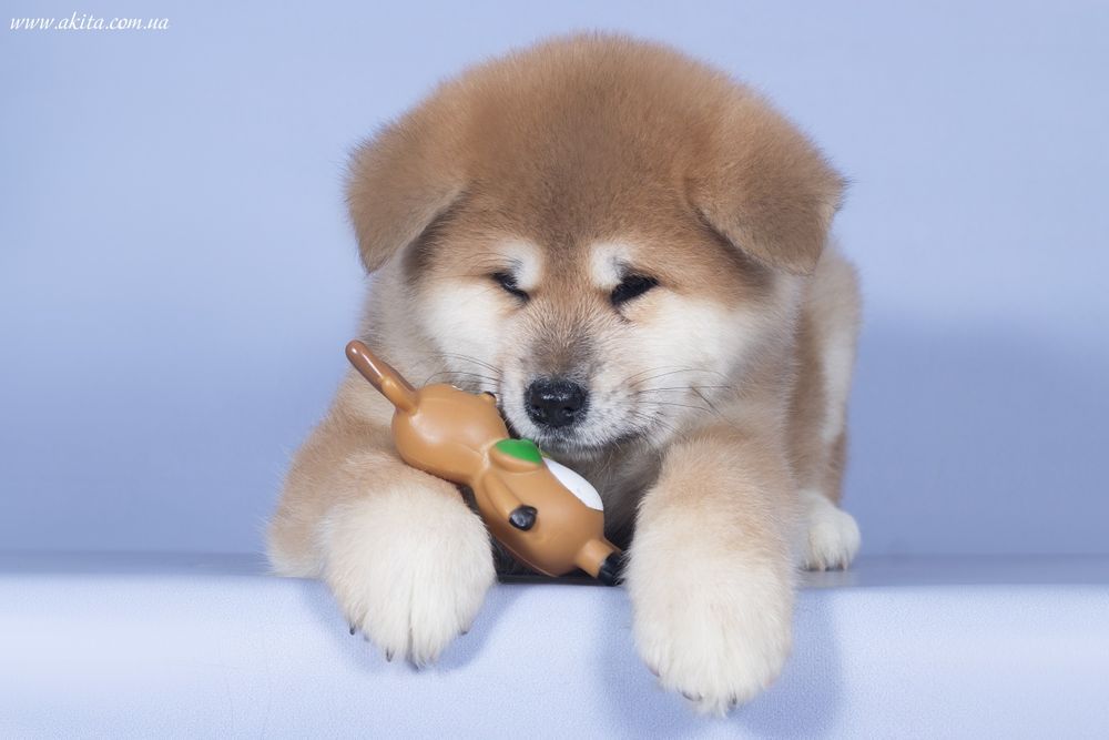 Akita, щенки акита ину, японская акита