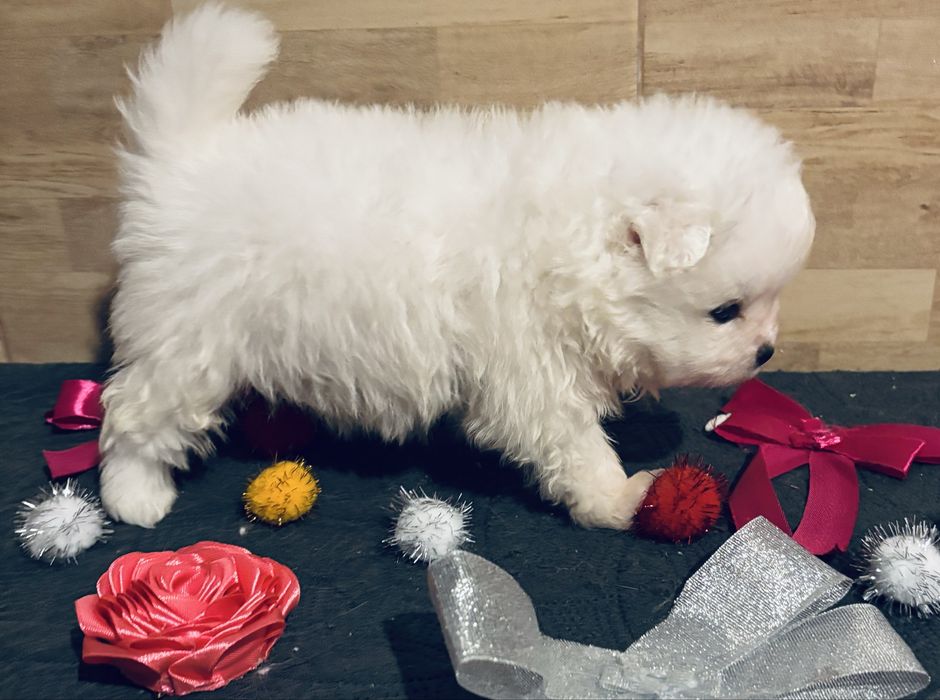 Spitz .anao .lulu da pomerania femea