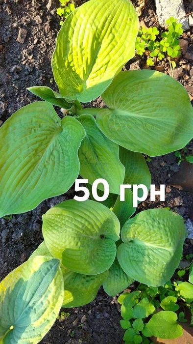 Хости  Grand marque,  Bobcat, blue cadet,