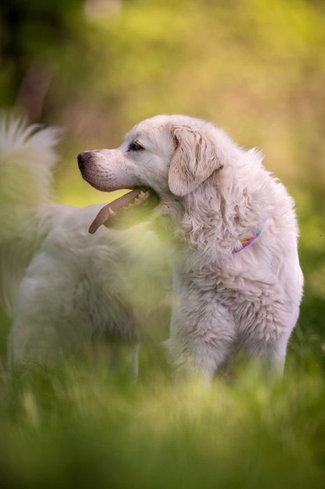 Nazir- wyjątkowy pies, dla wyjątkowego człowieka - do adopcji.