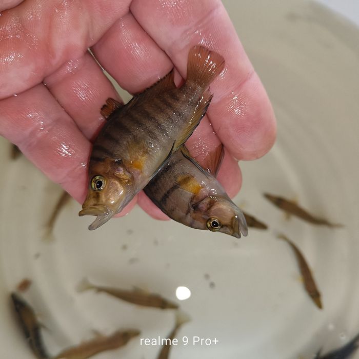 Altolamprologus compressiceps gold head muzi