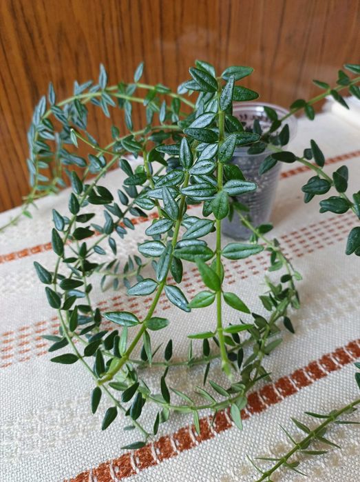 Хойя, гарні сорти.