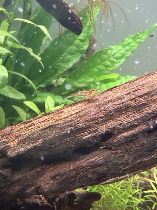 Camarao neocaridina transparentes