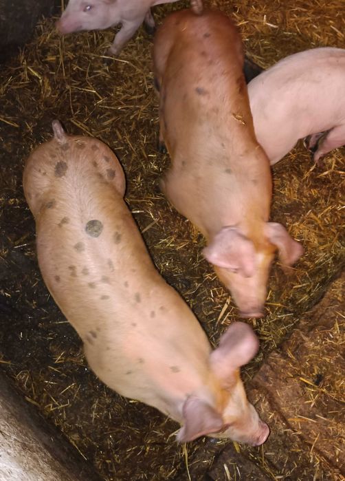 Prosięta, super mięsność duroc x pietrain