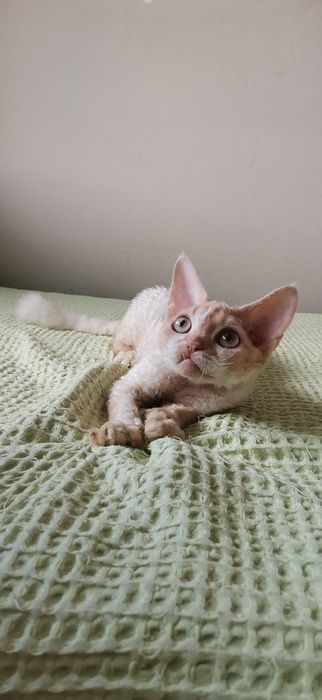 Kocurek devon rex