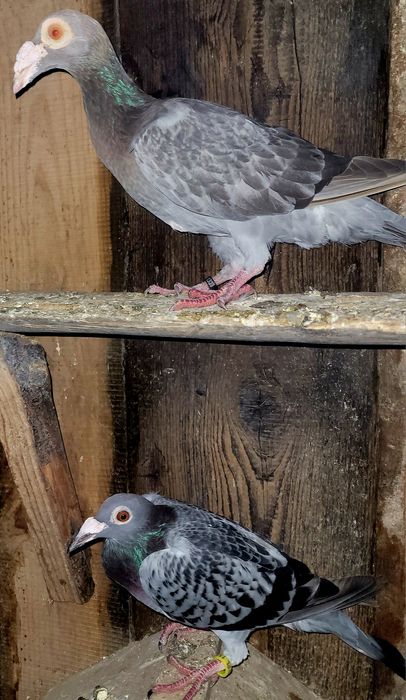 Sprzedam Kariery,Kingi/zamiana na ozdobny drób