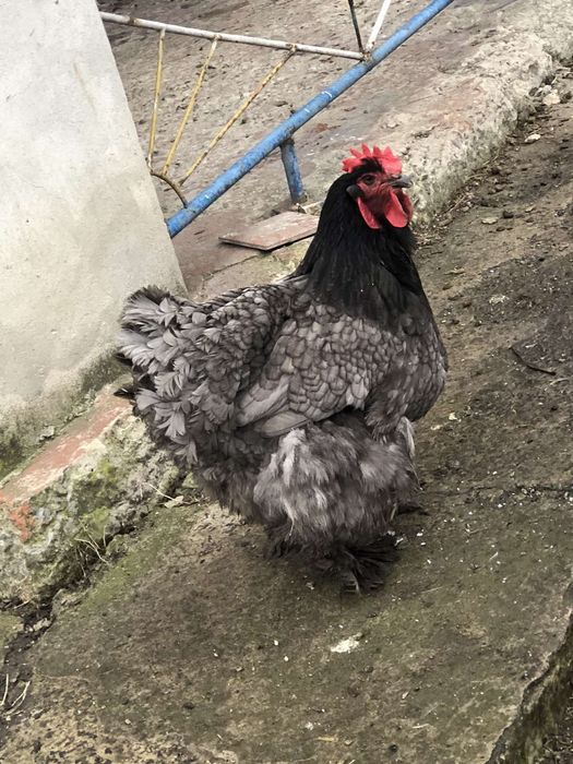 Продам курячі яйця...