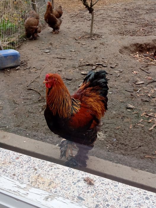 Курипчата сім'я курей