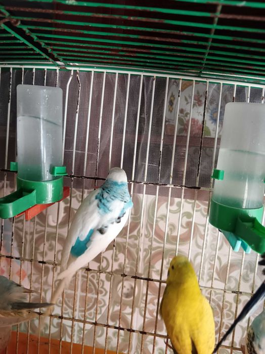 Piriquitos com cerca de um ano para venda