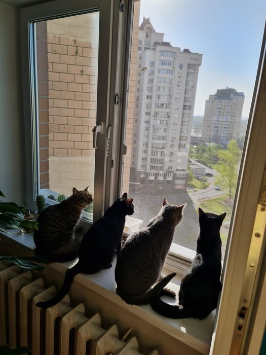 Перетримка тварин котів зооняня Мінська