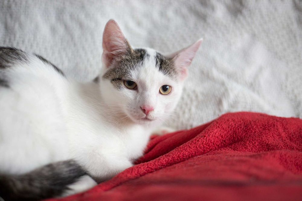 Dyzio szuka domu! Fundacja "Stawiamy na Łapy"