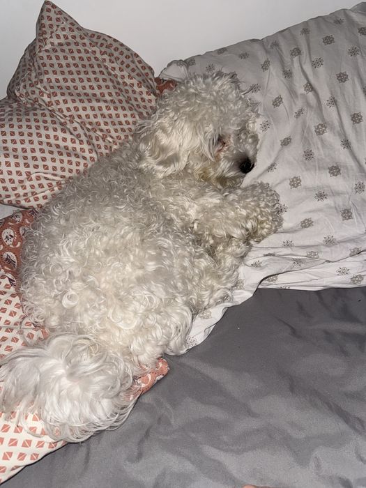 Bardzo Piękny  Maltipoo