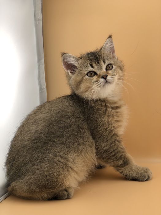 Прямовухий шотландський кіт шиншила ny 22 запрошує на вязку в‘язку