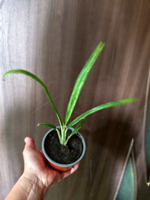 Аглаонема Маракот, Ліпстік пінк, Фрідман