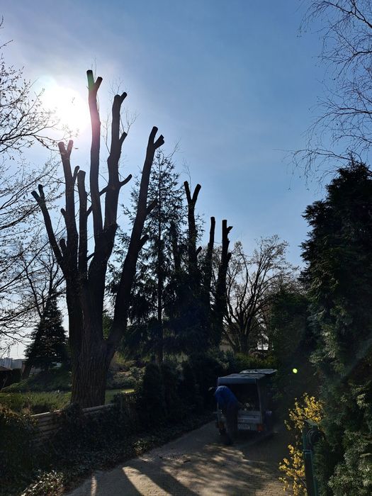 Wycinka drzew metodą linową, usuwanie posuszu i wiatrołomów