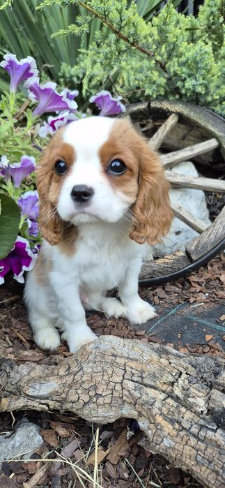 Cavalier king charles spaniel