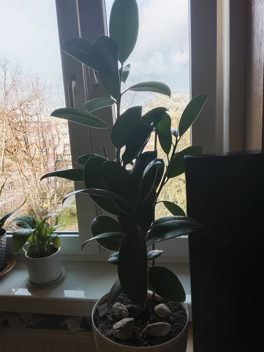 Śliczny fikus 1,5 roczny