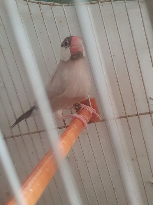 Passaro macho sexado