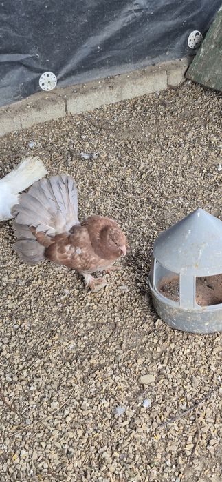 GOŁĘBIE różne rasy