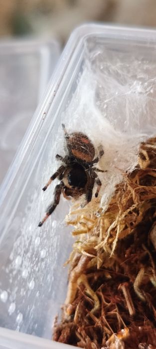 Skakun Phidippus Regius Everglades 1.1