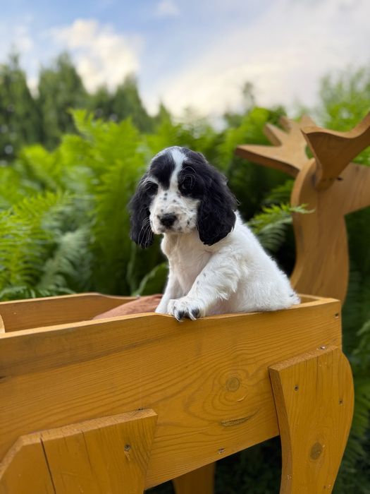 Cocker spaniel Piesek