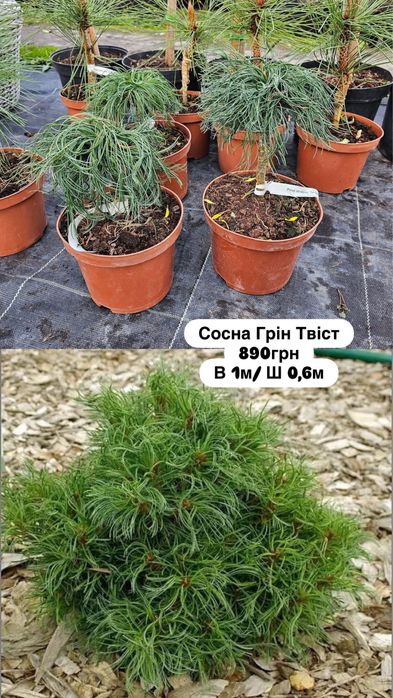 Сосна саджанці продаж