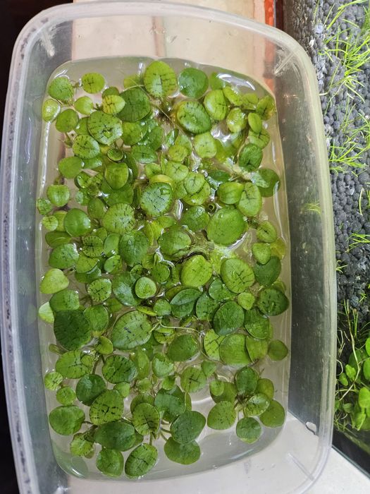 Lemnobium Laevigatum do akwarium