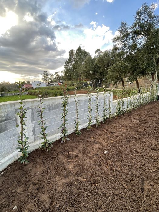 Photinias e grama brasileira