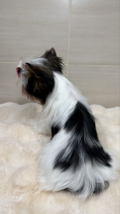 Дуже красива дівчинка бівер з документами КСУ