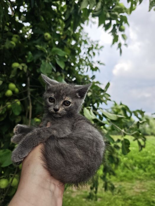 Безкоштовно кошенята