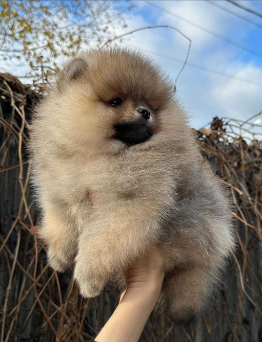 Spitz Alemão Anão/ou Lulu da Pomerânia LARANJA  com   LOP e AFIXO