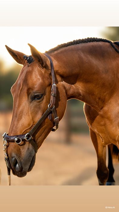 Cavalo Cruzado , Letra P