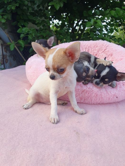 Мальчик чихуахуа гладкошерстный