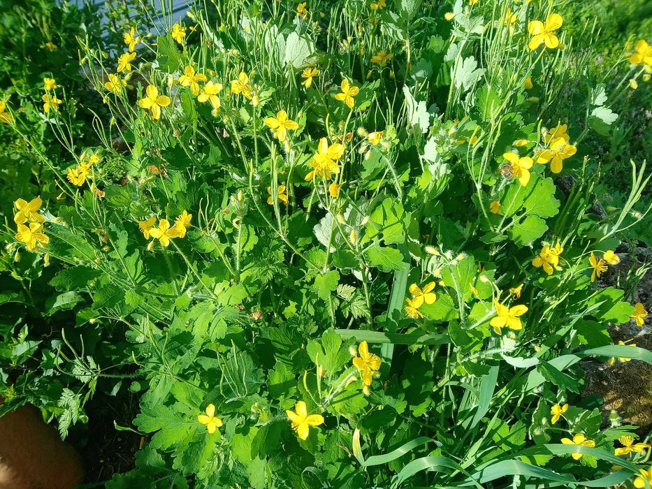 PLANTA BETADINE ( Chelidonium Majus ).. OFERTA