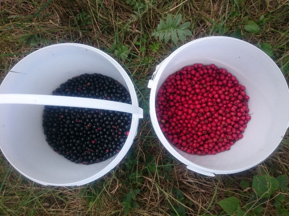 Czeremcha na rok 2024 ,owoce czeremchy, głóg,dzika róża, kalina,dereń,
