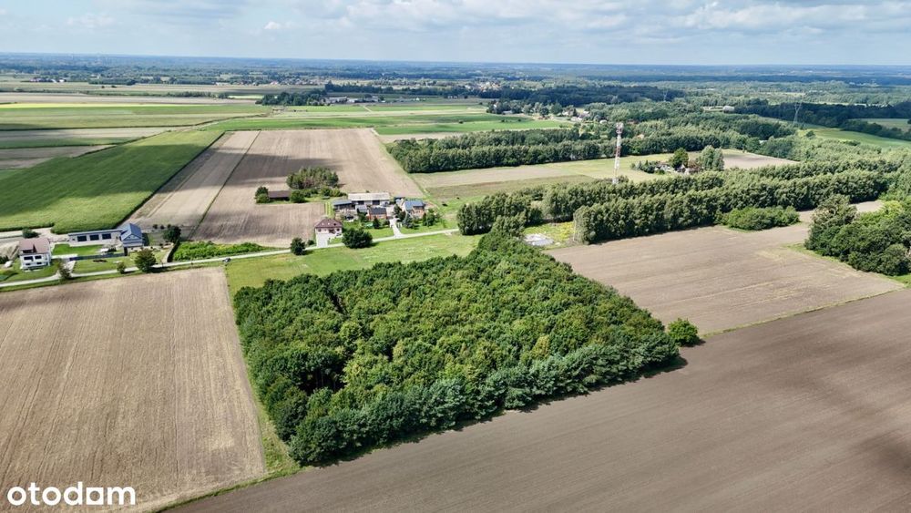 Puszcza Kampinoska! Kompleks 8 działek z WZ - Widok 5