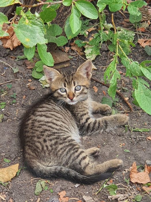 Котята ищут заботливых родителей