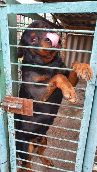 Вязка Ротвейлера