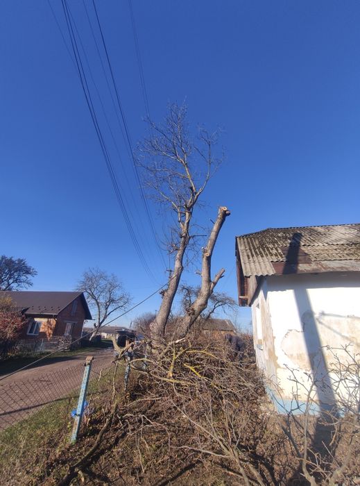 Зрізання Дерев ,Зрізка Дерев