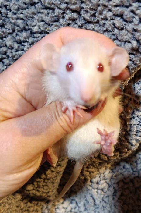 Щурики Дамбо і стандарт