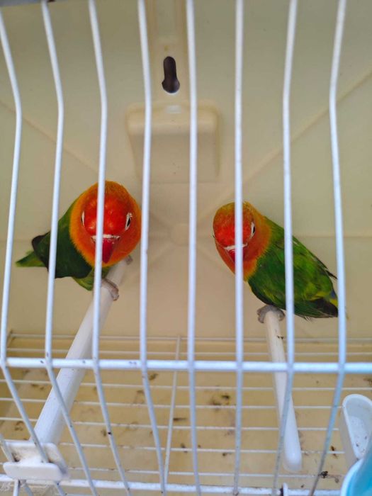 Fishers muito bonitos CASAL