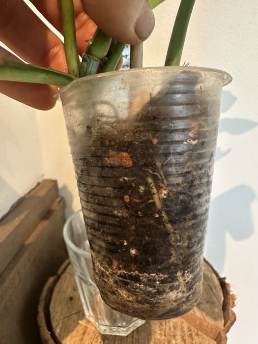 Філодендрон Serrate Leaf