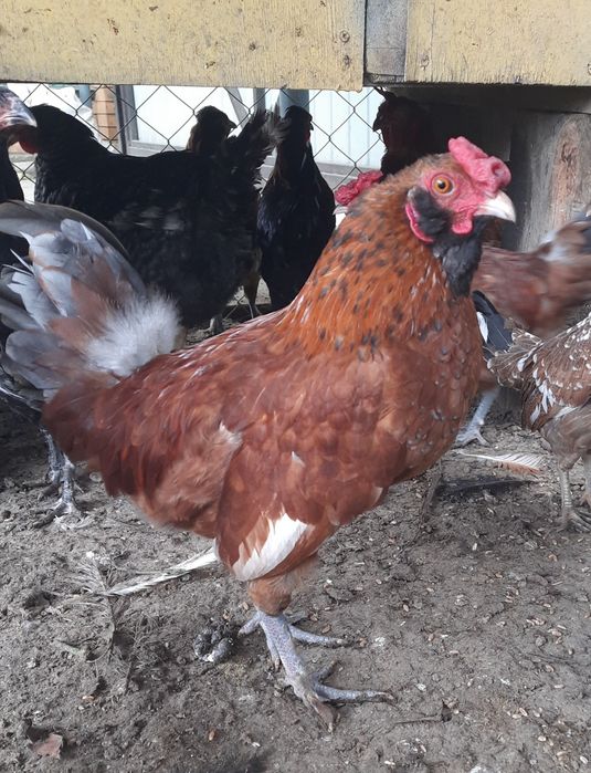 Карликовые петушки