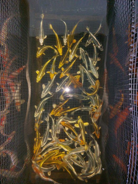 Japońskie Karpie Koi , Jesiotr Rosyjski , Jesiotr Starlet , Ryby