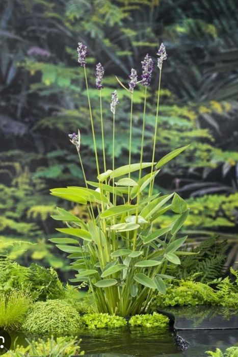 Plantas aquário e lago Thalia Dealbata e alfaces de água